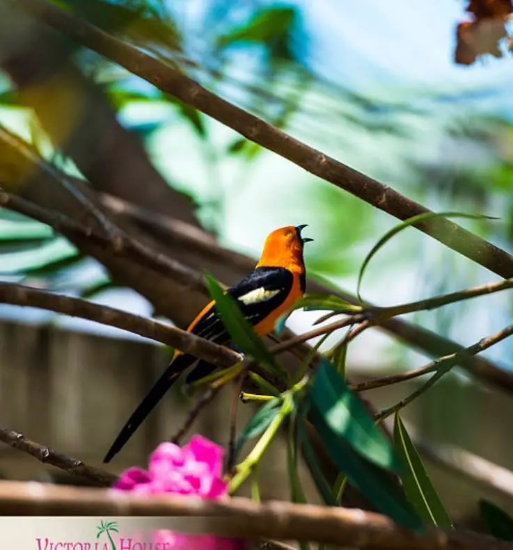 Tropical bird in Belize