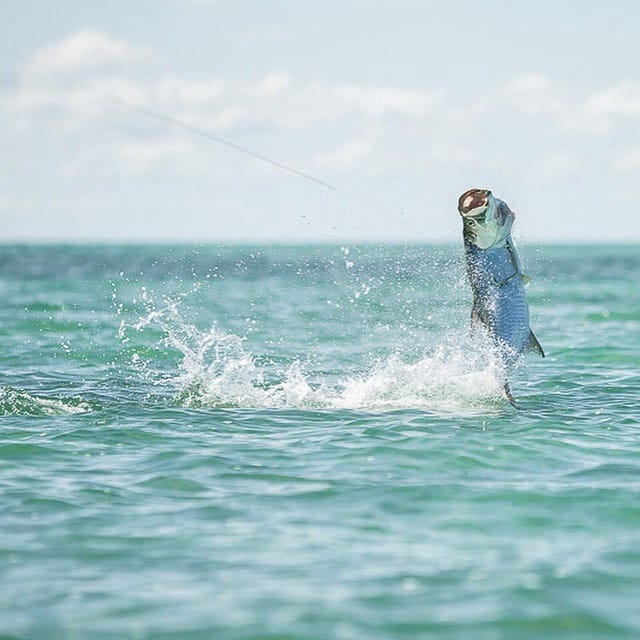 Fish jumping out of the Caribbean off the coast of Ambergris Caye