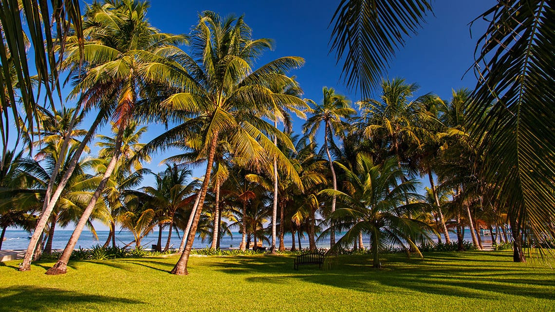 Palm trees on the grounds of Victoria House Resort and Spa