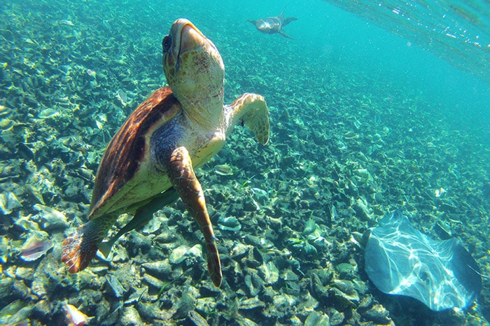 Sea turtle swimming off the coast of Ambergris Caye