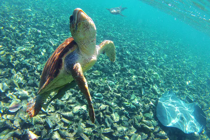 Sea turtle swimming off the coast of Ambergris Caye